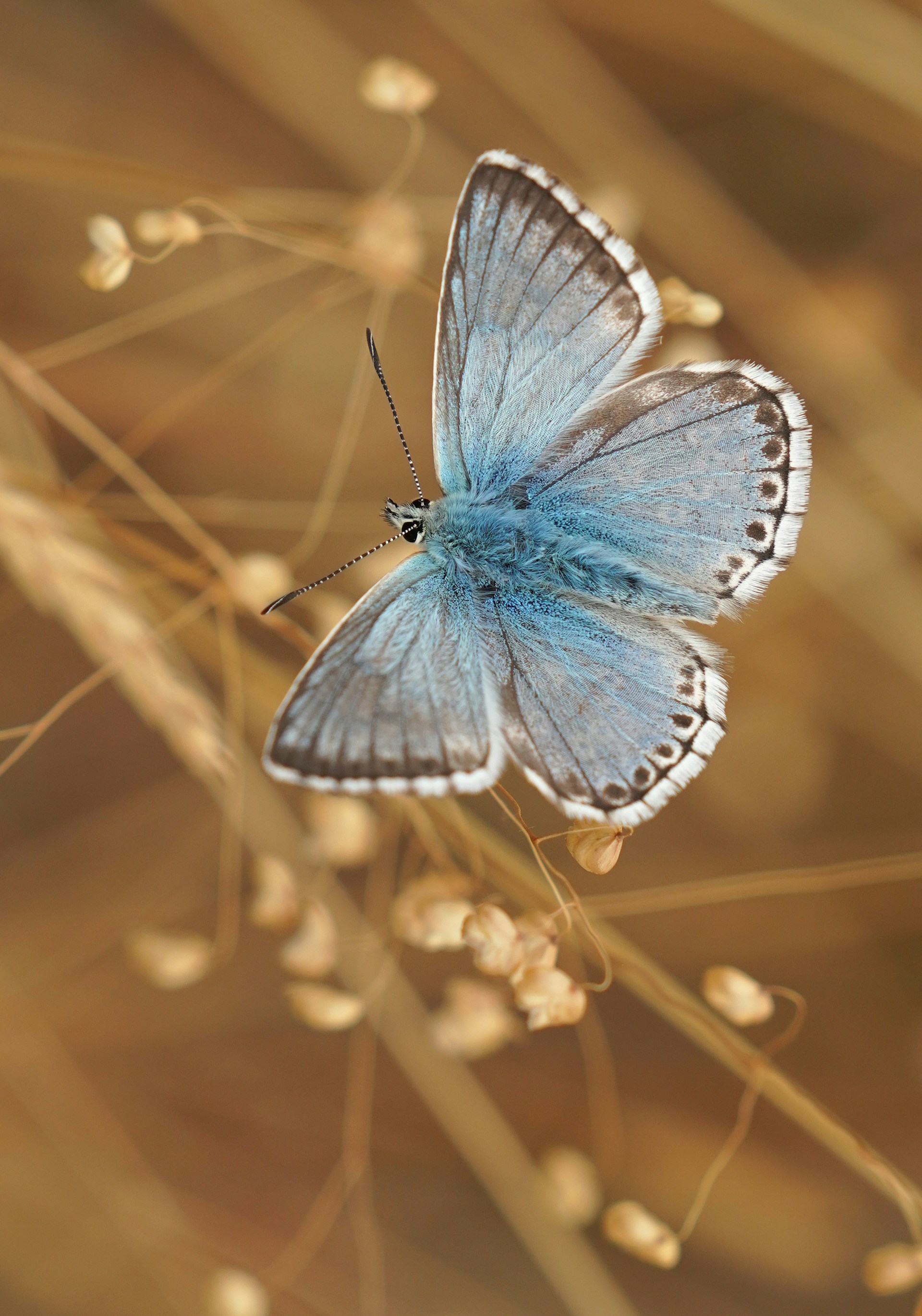 Morpho