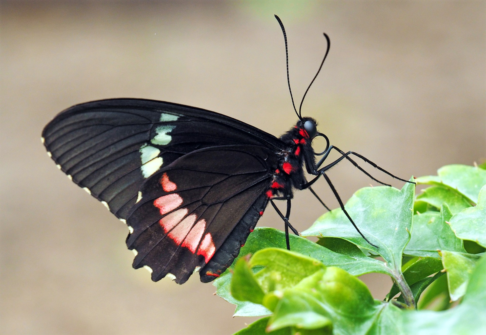 Common Rose