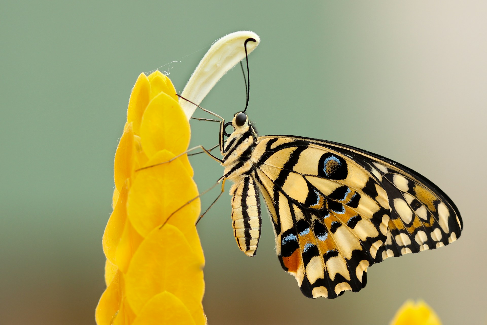 Golden Swallowtail