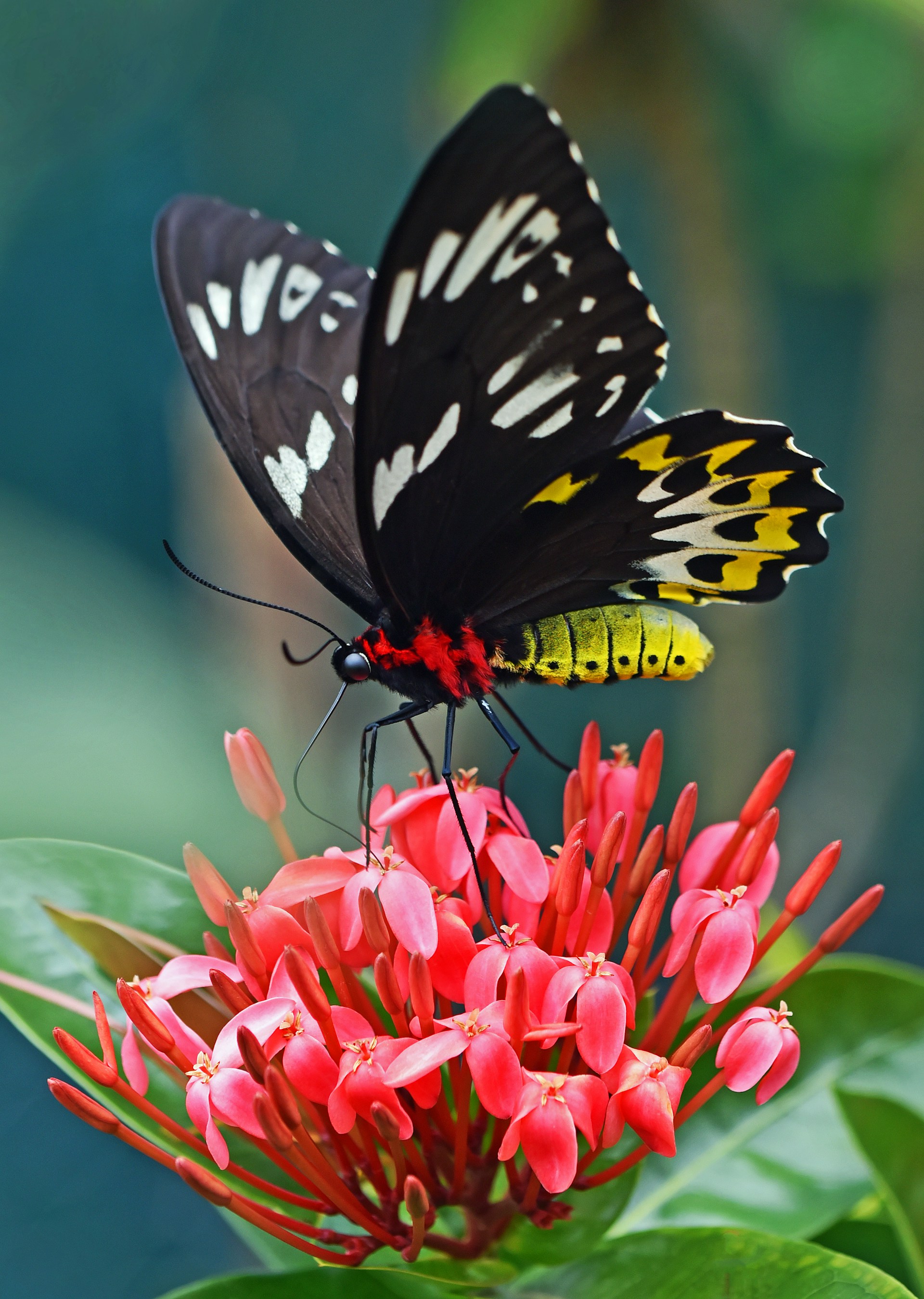 Common Birdwing