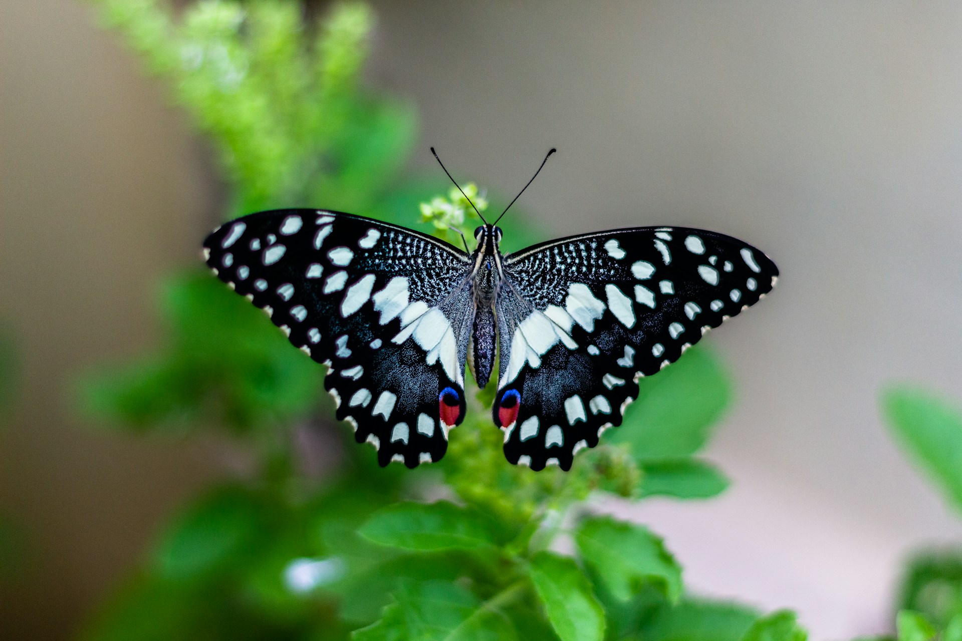 Lemon Butterfly